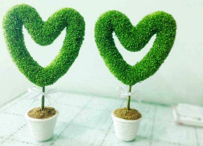 Cây[-]thanh[-]long[-]mini[-]khiến[-]khách[-]teen[-]mê[-]mẩn